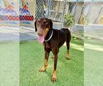 Small Doberman Pinscher