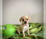 Small #4 Silkyhuahua