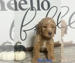 Puppy Blue Boy Labradoodle-Poodle (Miniature) Mix