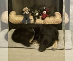 Small Photo #3 German Shepherd Dog Puppy For Sale in New Hill, NC, USA