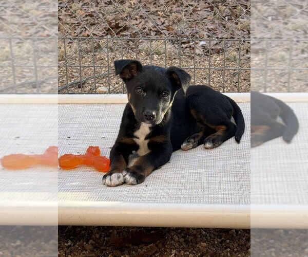Medium Photo #2 Australian Shepherd-Unknown Mix Puppy For Sale in Bolivar, MO, USA