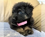 Small #45 German Shepherd Dog