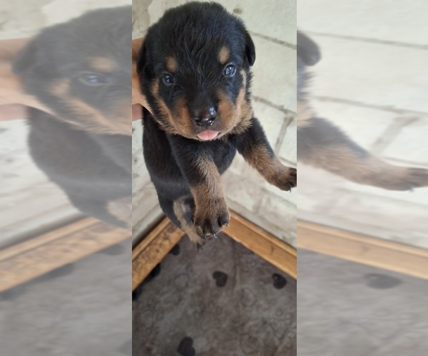 Medium Photo #2 Rottweiler Puppy For Sale in LAKELAND, FL, USA