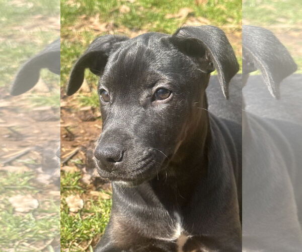 Medium Photo #5 Doberman Pinscher-Miniature Schnauzer Mix Puppy For Sale in Pottstown, PA, USA