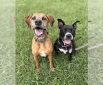 Small #1 Coonhound Mix