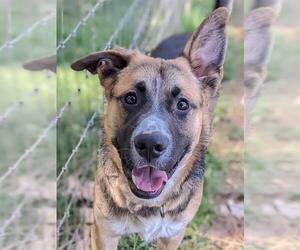 German Shepherd Dog-Unknown Mix Dogs for adoption in Sacramento, CA, USA