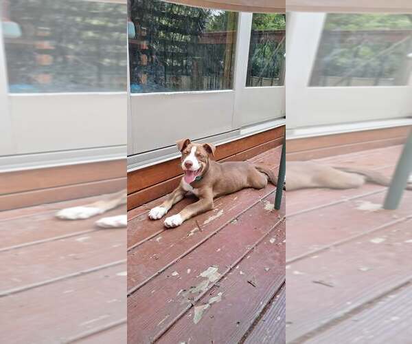 Medium Photo #4 Siberian Husky-Unknown Mix Puppy For Sale in pomfret, CT, USA
