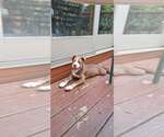 Small #3 Siberian Husky Mix