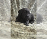 Small Photo #4 Goldendoodle Puppy For Sale in OVIEDO, FL, USA