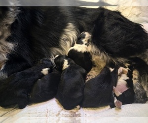Border-Aussie Litter for sale in ROY, UT, USA