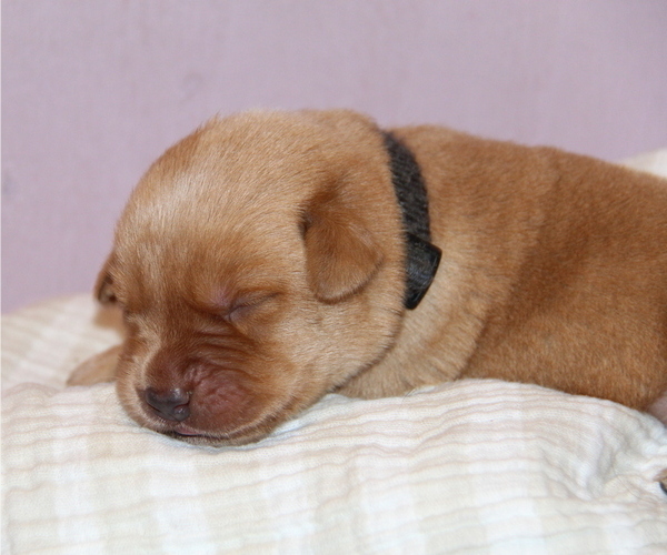 Medium Photo #21 Labrador Retriever Puppy For Sale in HYDE PARK, VT, USA