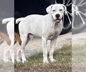 American Staffordshire Terrier Dogs for adoption in San Antonio, TX, USA