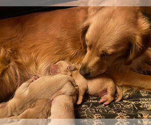 Mother of the Golden Retriever puppies born on 06/28/2022
