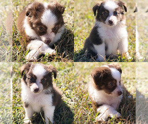 Miniature Australian Shepherd Puppy for sale in BROOKER, FL, USA