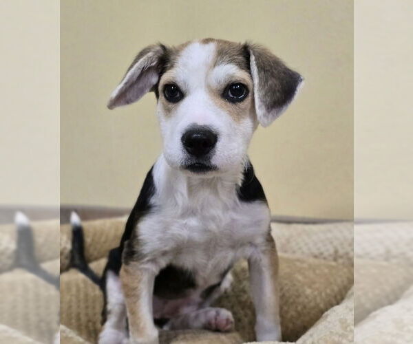 Medium Photo #6 Mutt Puppy For Sale in Lakewood, CO, USA