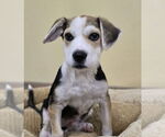 Small #5 Mutt