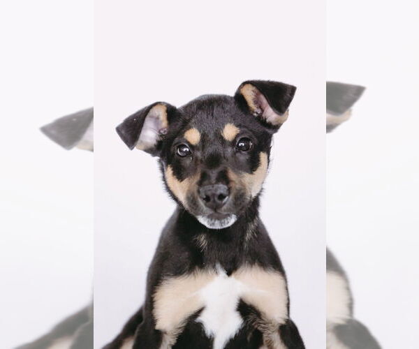 Medium Photo #12 Labbe Puppy For Sale in Princeton, MN, USA