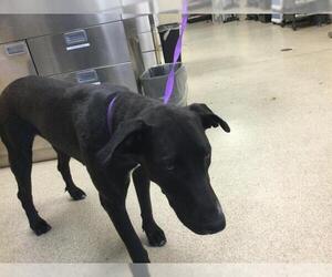 Labrador Retriever Dogs for adoption in Riverside, CA, USA