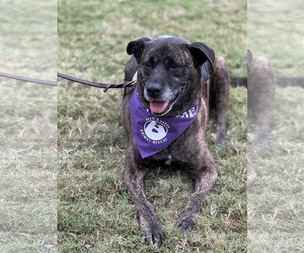 Medium Photo #18 American Staffordshire Terrier-Boxer Mix Puppy For Sale in Fort Worth, TX, USA