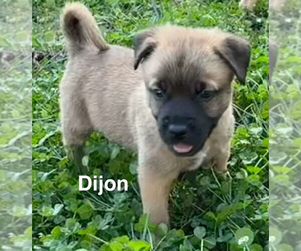 Medium Photo #1 Mutt Puppy For Sale in Holly Springs, NC, USA