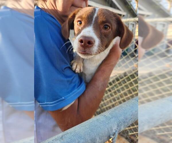 Medium Photo #1 Rat Terrier-Unknown Mix Puppy For Sale in San Antonio, TX, USA