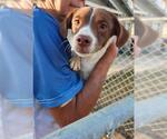 Small Rat Terrier Mix