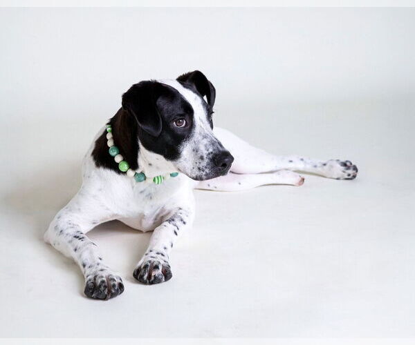 Medium Photo #6 Lab-Pointer Puppy For Sale in Raleigh, NC, USA
