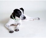 Small #5 Lab-Pointer