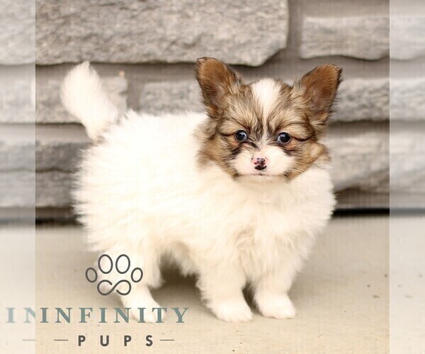 Medium Photo #1 Papillon Puppy For Sale in GORDONVILLE, PA, USA