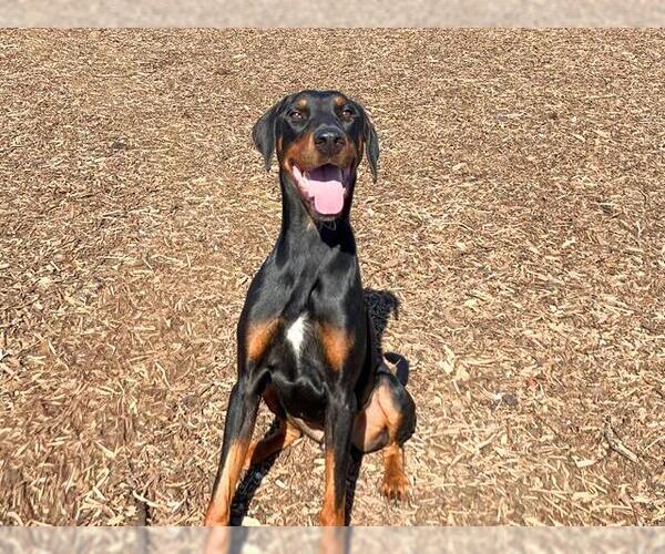 Medium Photo #2 Doberman Pinscher Puppy For Sale in Orange, CA, USA