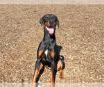 Small #1 Doberman Pinscher