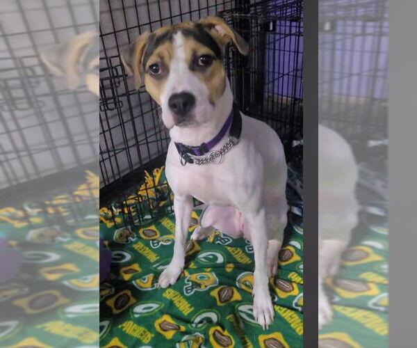 Medium Photo #6 Beagle-Unknown Mix Puppy For Sale in Sheboygan, WI, USA
