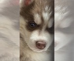 Small #9 Siberian Husky