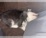 Small #5 Alaskan Klee Kai-Shiba Inu Mix