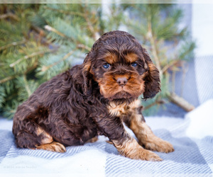 Medium Cocker Spaniel