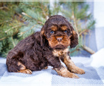 Puppy 3 Cocker Spaniel