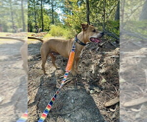 Bubba - Male Staffordshire Bull Terrier-Unknown Mix Dog for Adoption - Photo #8
