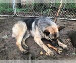 Small Photo #2 German Shepherd Dog Puppy For Sale in SPENCER, TN, USA