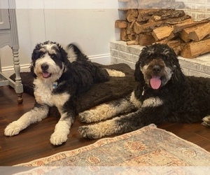 Father of the Bernedoodle puppies born on 03/19/2022