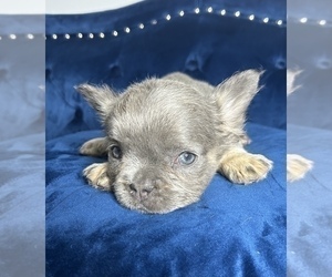 French Bulldog Puppy for sale in CHARLOTTE, NC, USA