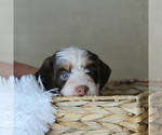 Puppy Hazel RESERVED Bernedoodle