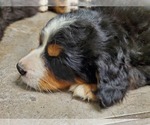 Small Photo #13 Bernese Mountain Dog Puppy For Sale in LEETONIA, OH, USA