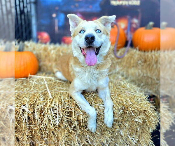 Medium Photo #3 German Shepherd Dog-Siberian Husky Mix Puppy For Sale in Long Beach, CA, USA