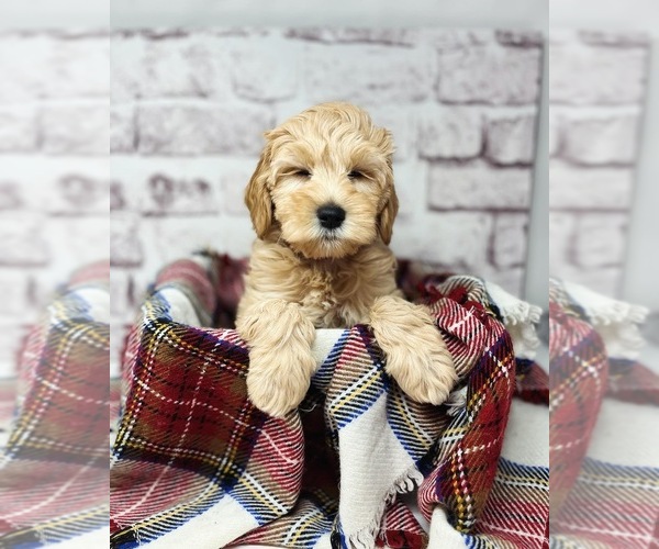 Medium Photo #16 Australian Labradoodle Puppy For Sale in BRUSH PRAIRIE, WA, USA