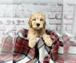 Small Photo #16 Australian Labradoodle Puppy For Sale in BRUSH PRAIRIE, WA, USA