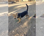 Small Photo #3 Mutt Puppy For Sale in San Diego, CA, USA