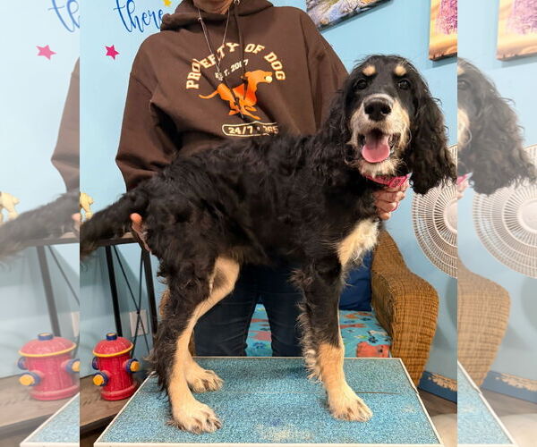 Medium Photo #3 Poodle (Standard)-Unknown Mix Puppy For Sale in Pacolet, SC, USA