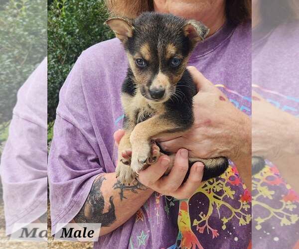 Medium Photo #2 Mutt Puppy For Sale in Royal Palm Beach, FL, USA