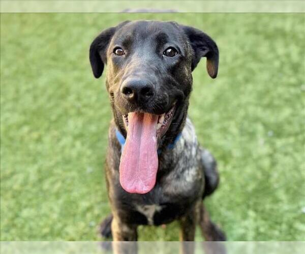 Medium Photo #2 Labrador Retriever-Unknown Mix Puppy For Sale in Moreno Valley, CA, USA