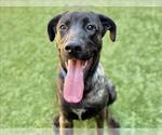 Small #1 Labrador Retriever Mix